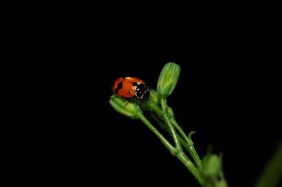 <i>Hippodamia variegata</i>