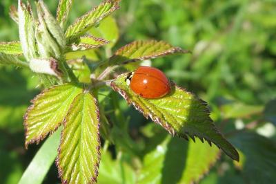 <i>Harmonia axyridis</i>