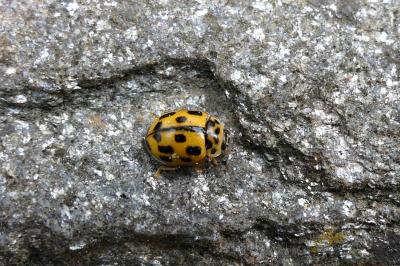 <i>Propylea quatuordecimpunctata</i>