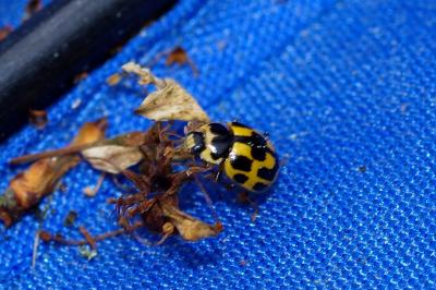 <i>Propylea quatuordecimpunctata</i>