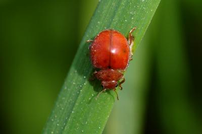 <i>Subcoccinella vigintiquatuorpunctata</i>