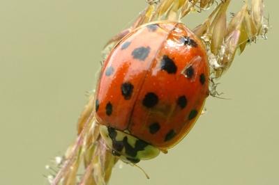 <i>Harmonia axyridis</i>