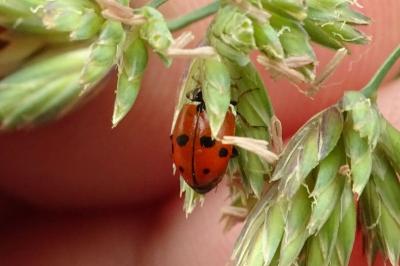 <i>Hippodamia variegata</i>