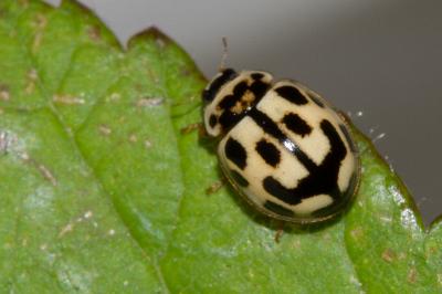 <i>Propylea quatuordecimpunctata</i>