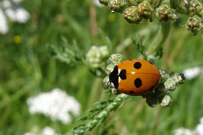 <i>Coccinella septempunctata</i>