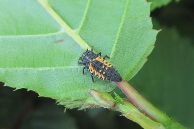 <i>Harmonia axyridis</i>