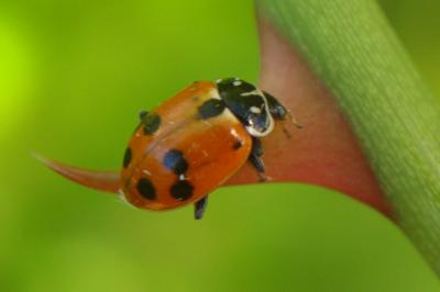 <i>Hippodamia variegata</i>