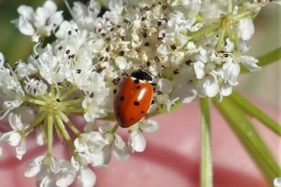 <i>Hippodamia variegata</i>