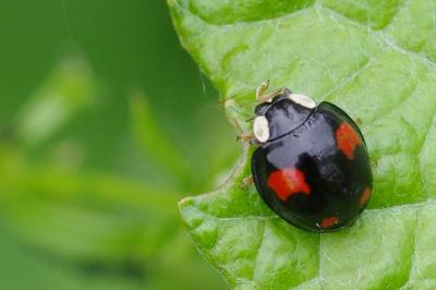 <i>Harmonia axyridis</i>