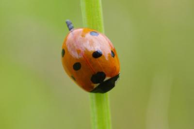 <i>Coccinella septempunctata</i>