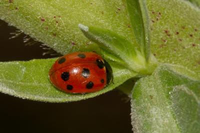 <i>Coccinella undecimpunctata</i>