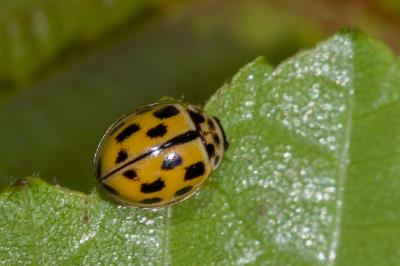 <i>Propylea quatuordecimpunctata</i>