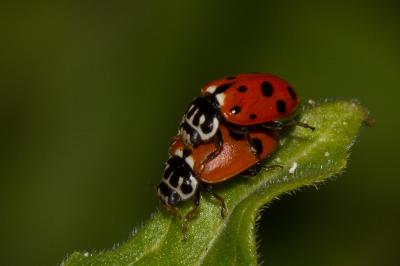 <i>Hippodamia variegata</i>