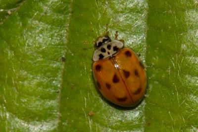 <i>Adalia decempunctata</i>