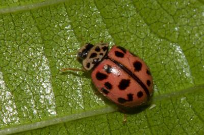 <i>Oenopia conglobata</i>