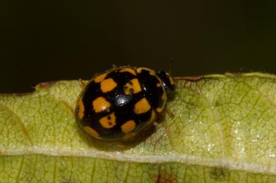 <i>Propylea quatuordecimpunctata</i>