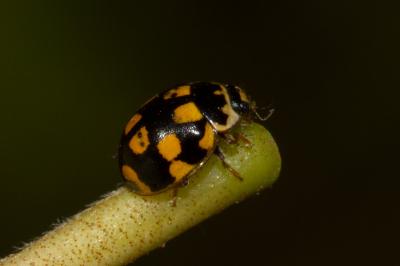 <i>Propylea quatuordecimpunctata</i>