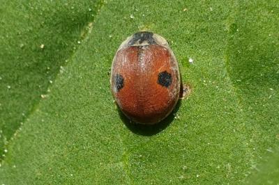 <i>Adalia bipunctata</i>