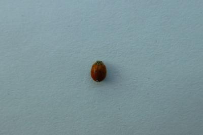 <i>Adalia decempunctata</i>