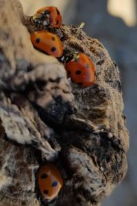 <i>Coccinella septempunctata</i>