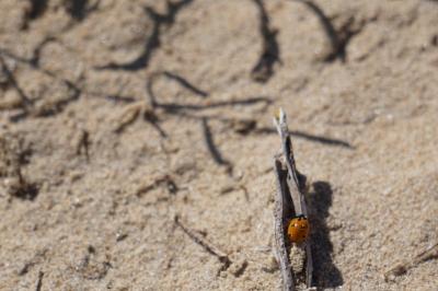 <i>Coccinella septempunctata</i>