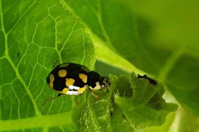 Propylea quatuordecimpunctata