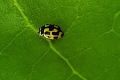 <i>Propylea quatuordecimpunctata</i>