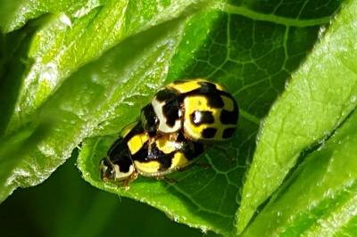 <i>Propylea quatuordecimpunctata</i>