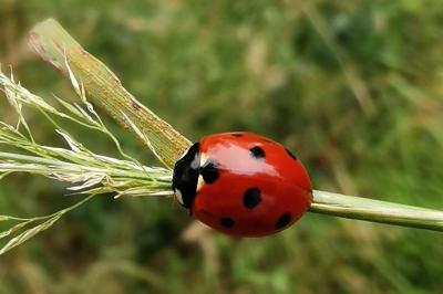 <i>Coccinella septempunctata</i>