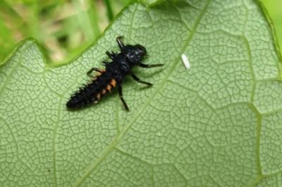 <i>Harmonia axyridis</i>