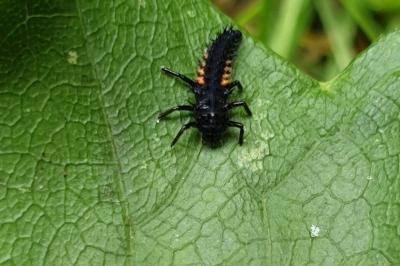 <i>Harmonia axyridis</i>