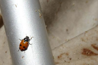Hippodamia variegata