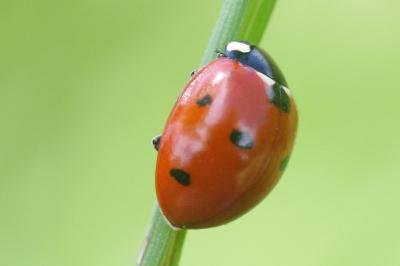 <i>Coccinella septempunctata</i>