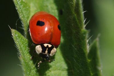 Adalia bipunctata