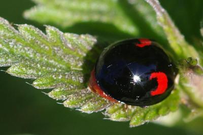 <i>Harmonia axyridis</i>