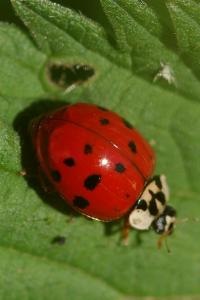 <i>Harmonia axyridis</i>