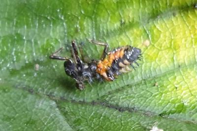 <i>Harmonia axyridis</i>