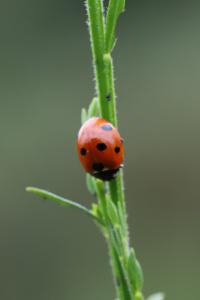 <i>Coccinella septempunctata</i>