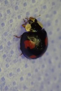 <i>Harmonia axyridis</i>