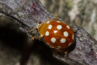 <i>Vibidia duodecimguttata</i>