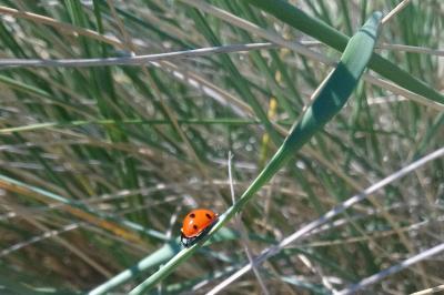 <i>Coccinella septempunctata</i>