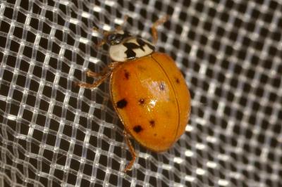<i>Adalia decempunctata</i>