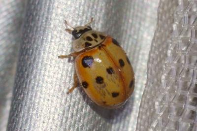 <i>Adalia decempunctata</i>
