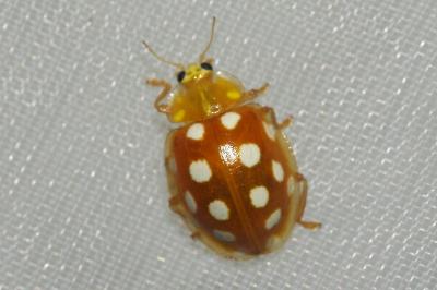 <i>Halyzia sedecimguttata</i>