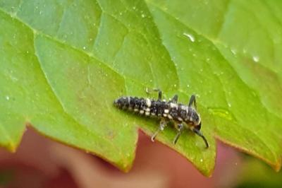 <i>Propylea quatuordecimpunctata</i>