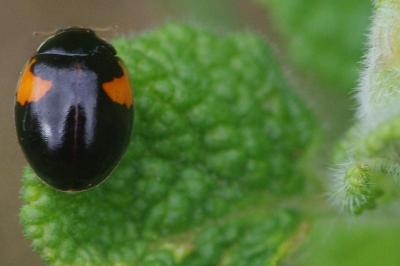 <i>Adalia decempunctata</i>