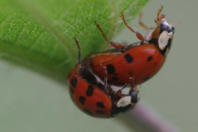 <i>Harmonia axyridis</i>