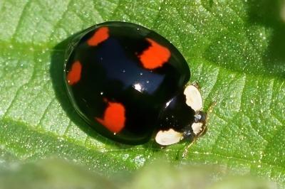<i>Harmonia axyridis</i>