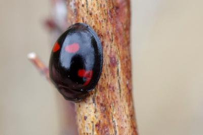 <i>Exochomus quadripustulatus</i>