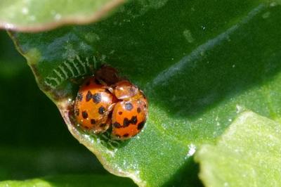 <i>Subcoccinella vigintiquatuorpunctata</i>